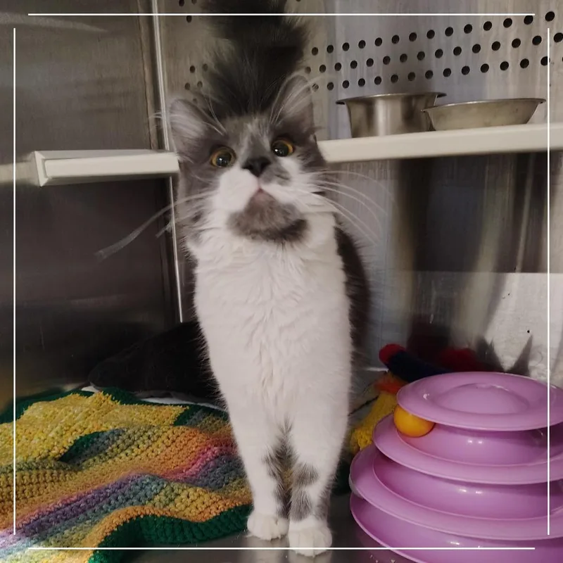 An adult medium-sized male Domestic Long Hair cat named Denim for adoption in Dearborn, MI