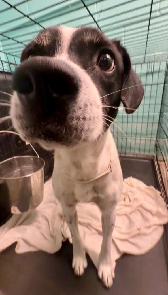An adult large-sized male Mixed Breed dog named Albus stray hold for adoption in Chickamauga , GA
