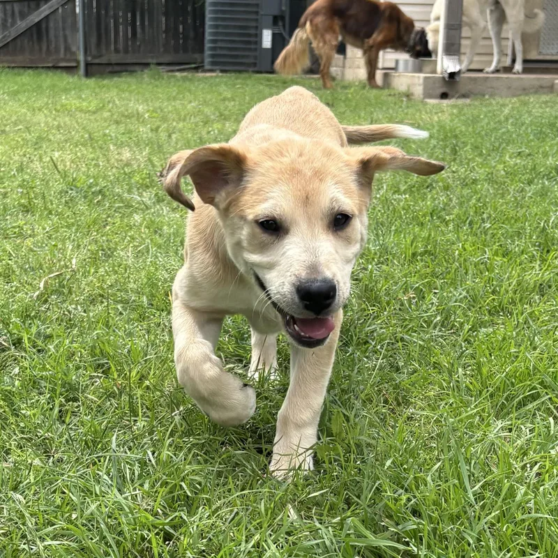 Tortellini thumbnail 2