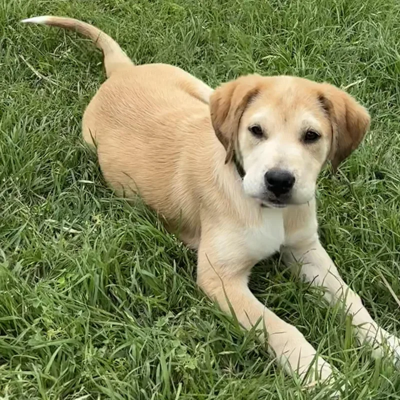 Tortellini thumbnail 4