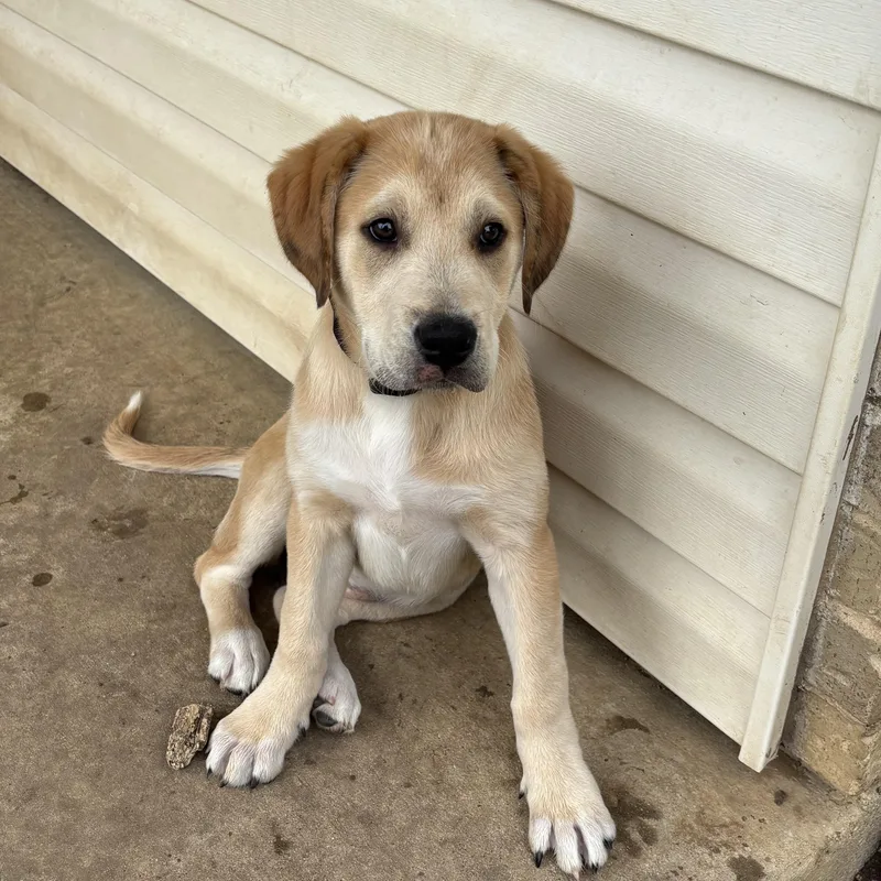 Tortellini thumbnail 6