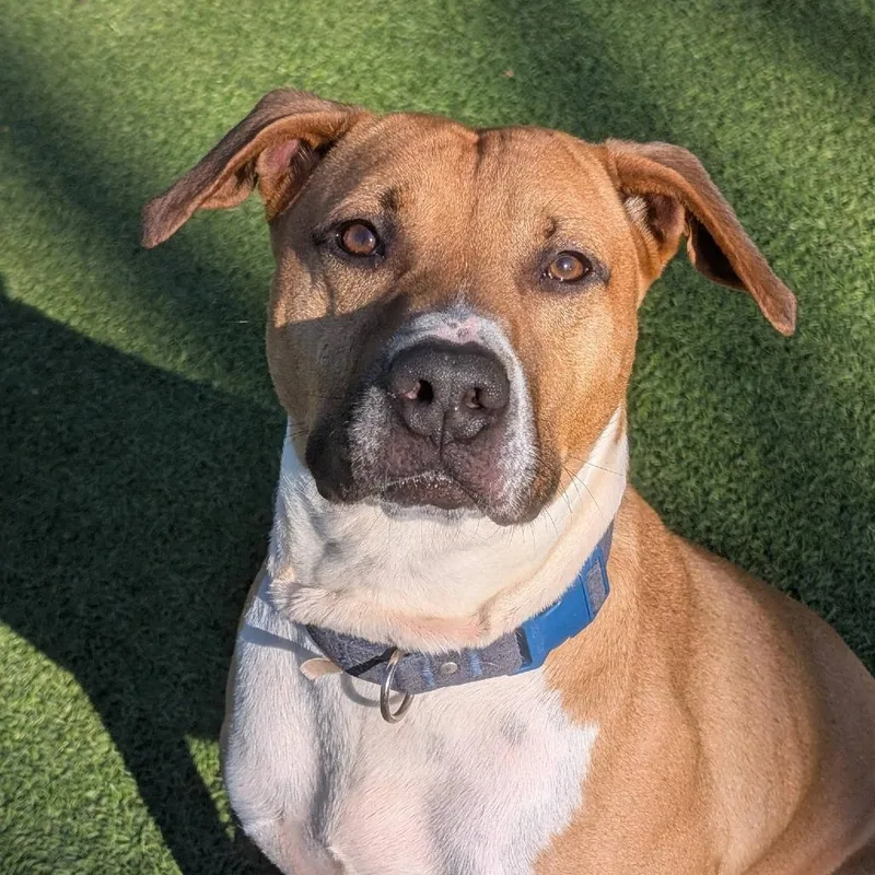 Bocephus thumbnail 2