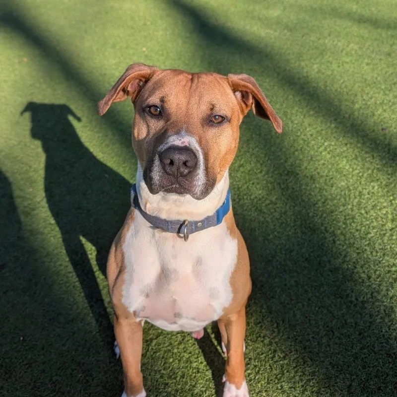 Bocephus thumbnail 3