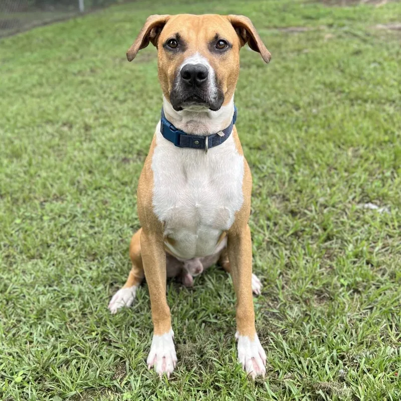 Bocephus thumbnail 4