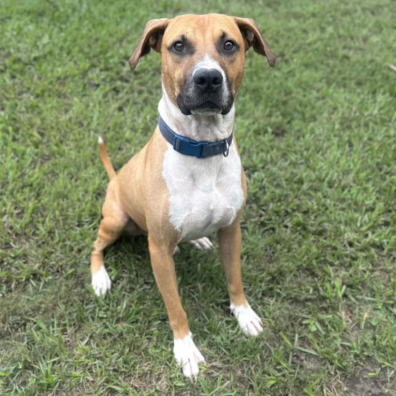 Bocephus thumbnail 5