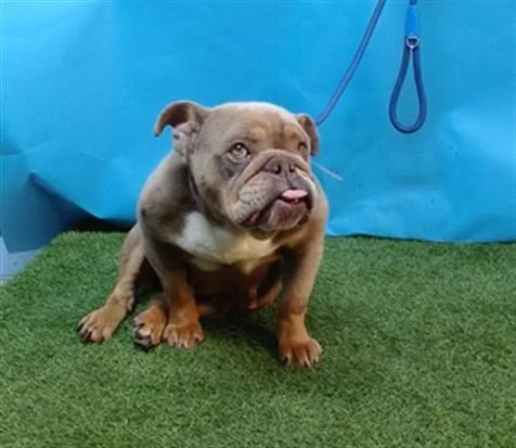 An adult medium-sized female English Bulldog dog named Lady for adoption in Gardena, CA