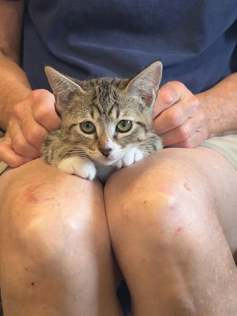 A baby small-sized female Domestic Short Hair cat named Rose for adoption in Maumelle, AR