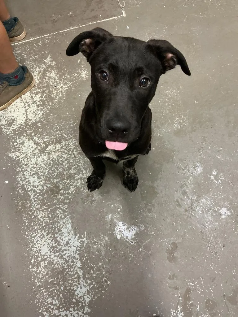 A baby medium-sized male Pit Bull Terrier dog named Gizmo for adoption in Dyersburg, TN