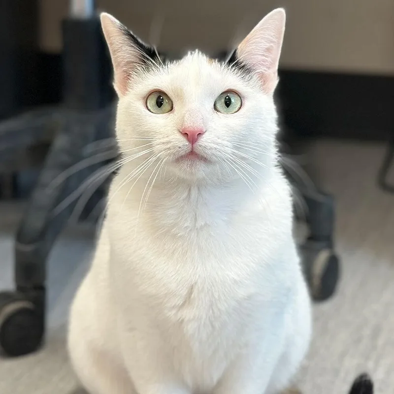An adult small-sized female Domestic Short Hair cat named Belfast for adoption in Port Washington, NY