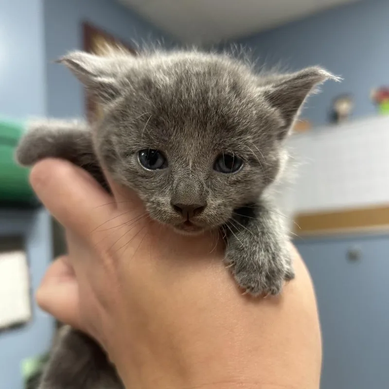 A baby small-sized female Gray / Blue / Silver Domestic Short Hair cat named Frida for adoption in St Joseph, MO
