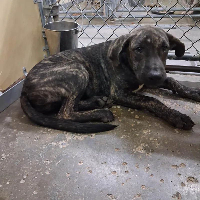A young medium-sized female Brindle Mixed Breed dog named Dj for adoption in Columbiana, AL