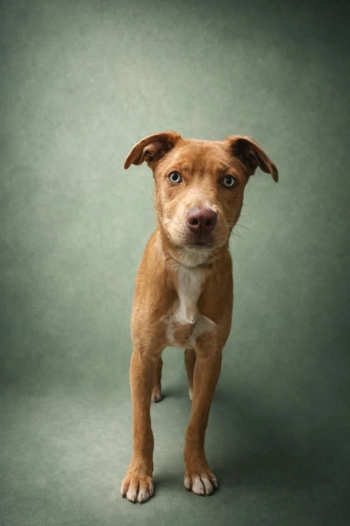 A young medium-sized male Mixed Breed dog named Yoga Matt for adoption in Florence, SC