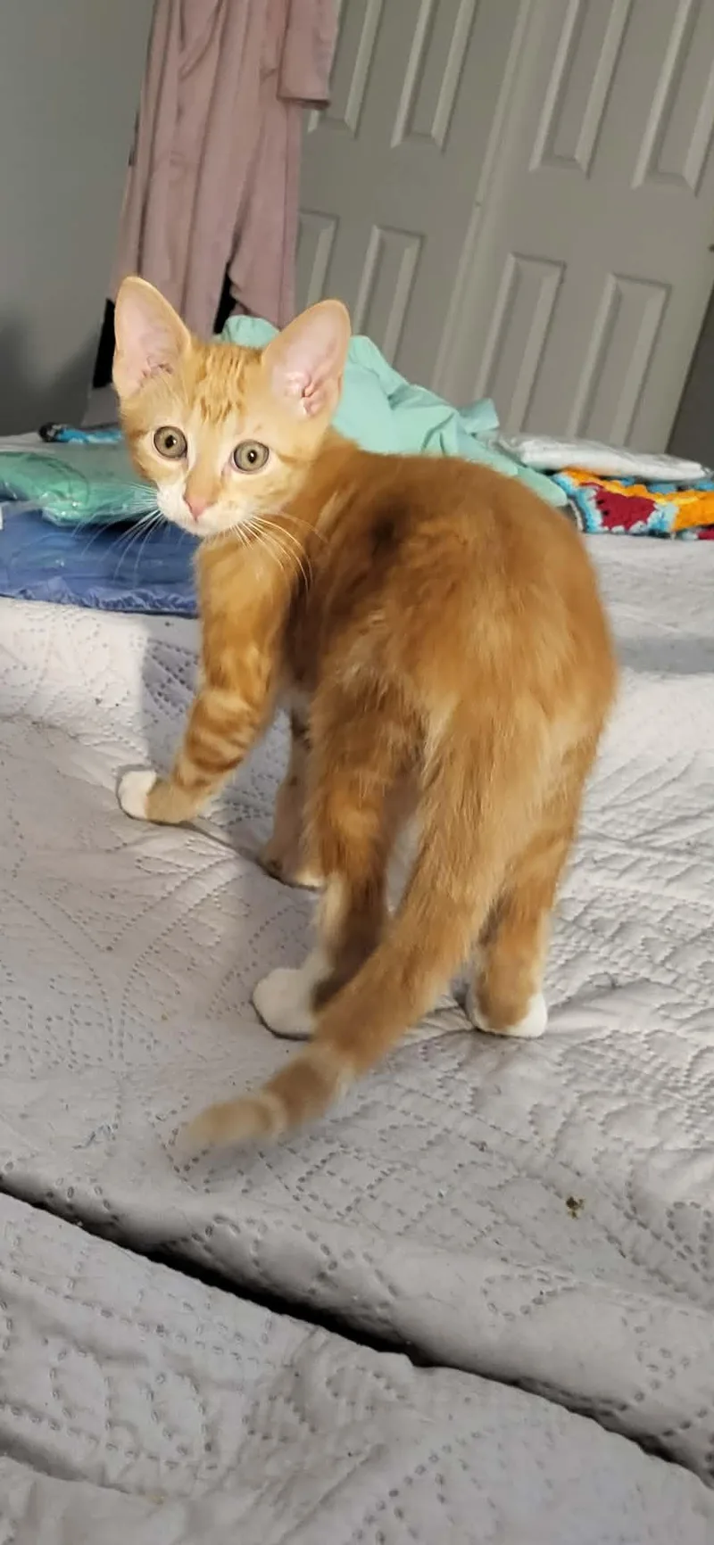 A baby small-sized male Orange & White Domestic Short Hair cat named Little Guy for adoption in Bloomsdale, MO