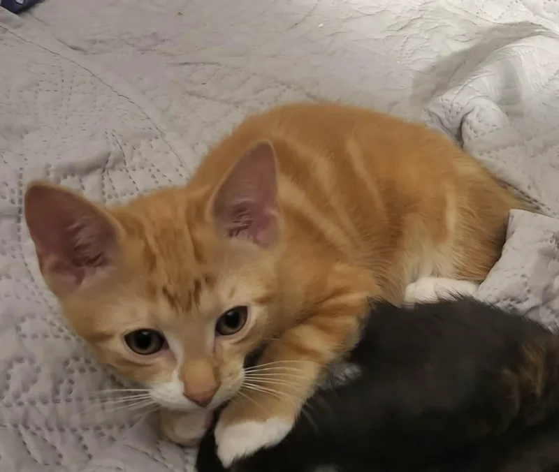 Little Guy thumbnail 2