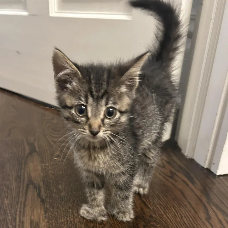 A baby small-sized male Brown / Chocolate Domestic Short Hair cat named Tom Collins for adoption in Evanston, IL