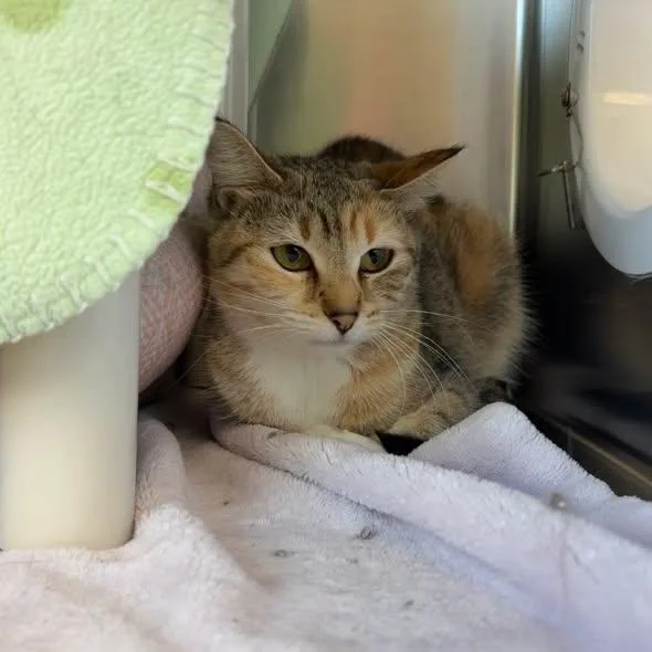 An adult medium-sized female Calico cat named SnickersLucy BONDED PAIR for adoption in Little Falls, MN