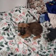 A baby small-sized female Brown / Chocolate Belgian Shepherd / Malinois dog named Cosmopolitan for adoption in Austin, TX