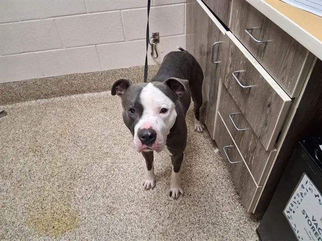 A young large-sized male Pit Bull Terrier dog named Euro for adoption in Colorado Springs, CO