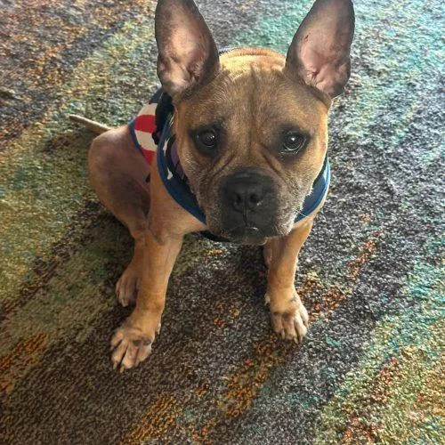 An adult medium-sized female Bicolor French Bulldog dog named Miracle for adoption in Fort Lauderdale, FL