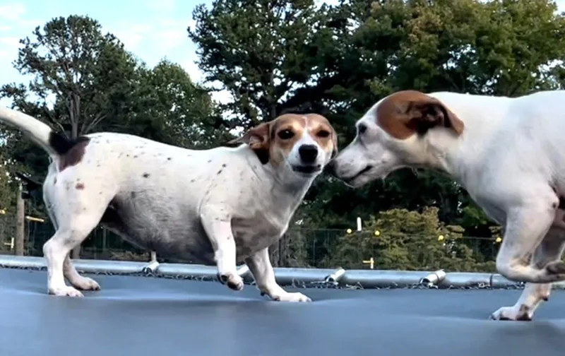 Sharon Weiss thumbnail 3