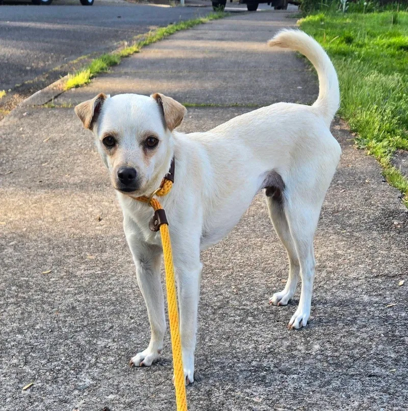 An adult small-sized male White / Cream Chihuahua dog named Jace for adoption in Eugene, OR