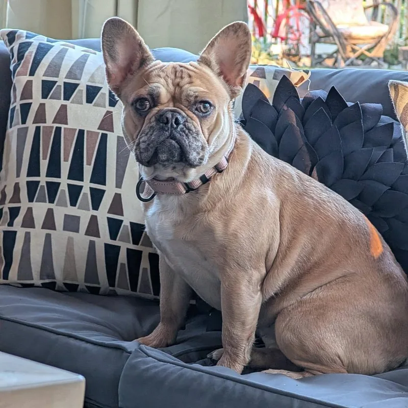 A young medium-sized female French Bulldog dog named Mocha for adoption in Huber Heights, OH