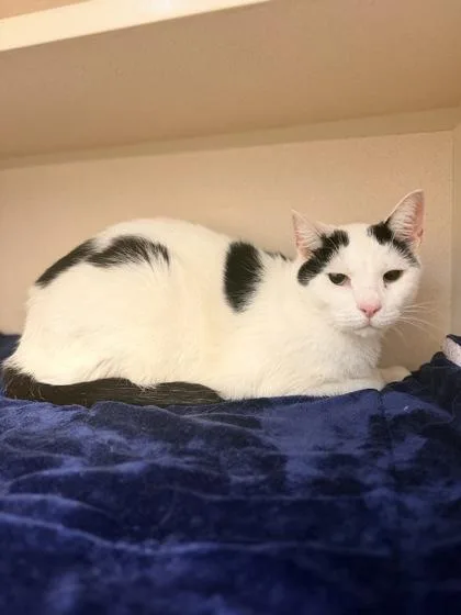 An adult large-sized male Domestic Short Hair cat named Oreo for adoption in Bowling Green, KY