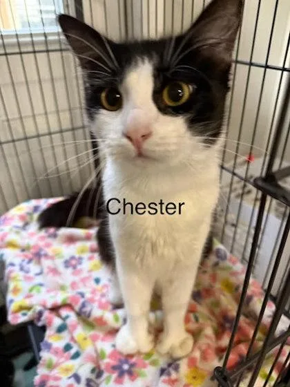 A young medium-sized male Black Domestic Short Hair cat named Chester for adoption in Kansas City, MO