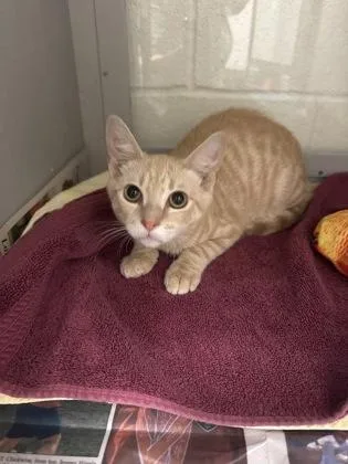 A baby small-sized male Domestic Short Hair cat named Queso for adoption in Louisburg, NC