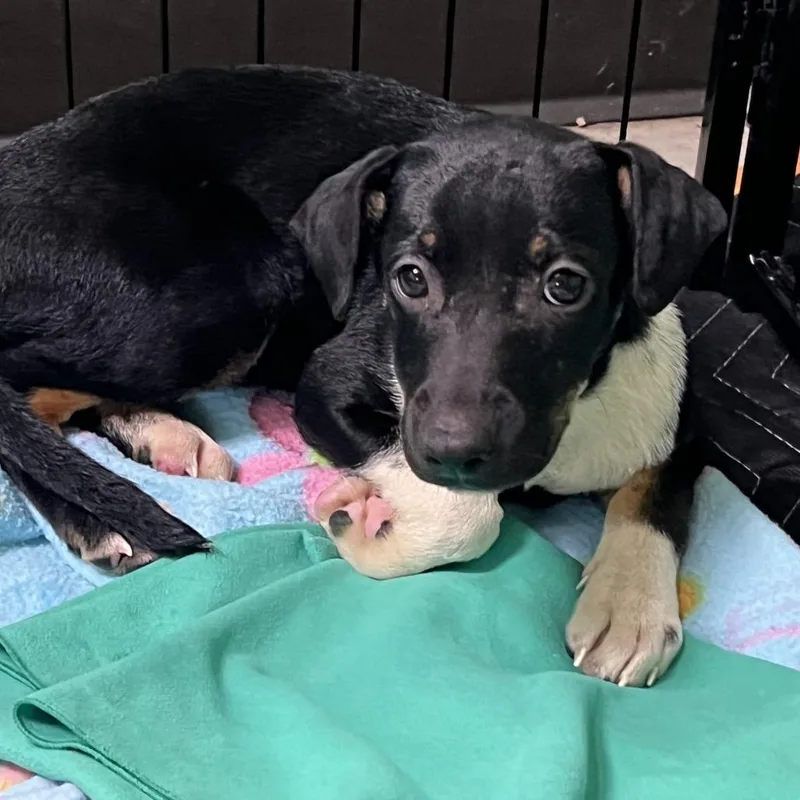 A baby small-sized female Black Fox Terrier dog named Millipede for adoption in Austin, TX