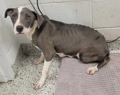A young medium-sized female Gray / Blue / Silver Pit Bull Terrier dog named Lorena for adoption in Kansas City, MO