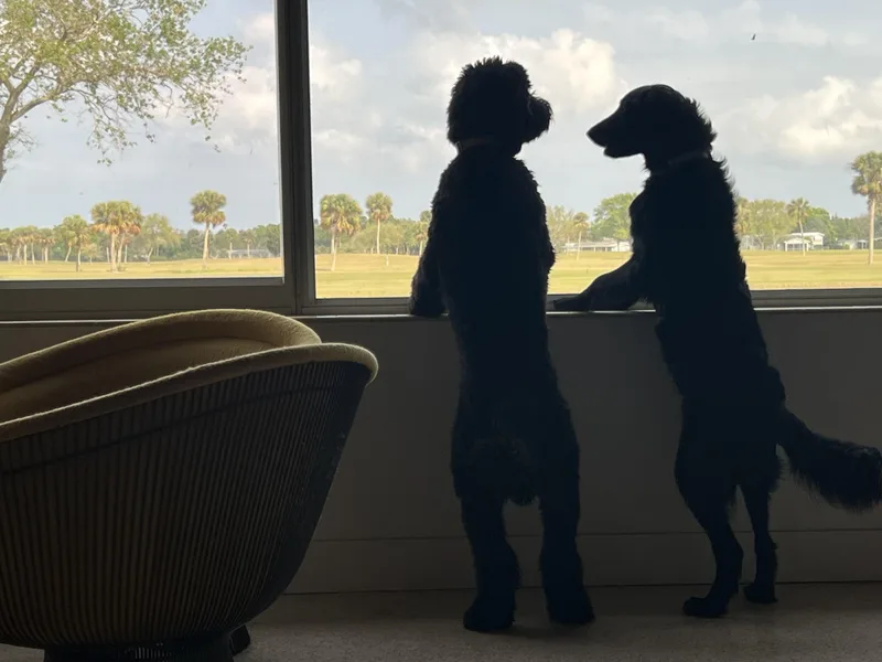 A young large-sized female Black Goldendoodle dog named Tabby And Dollface for adoption in Melbourne, FL
