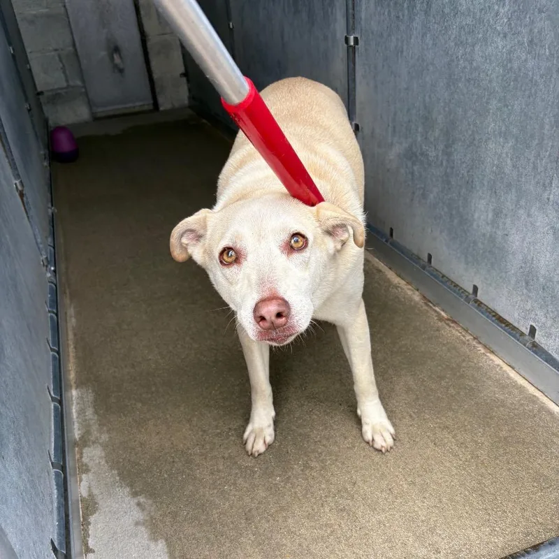 An adult medium-sized female Yellow / Tan / Blond / Fawn Mixed Breed dog named Sasha for adoption in Columbiana, AL
