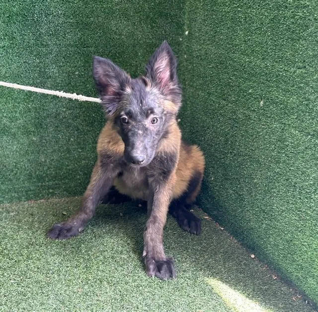 A baby small-sized female Belgian Shepherd / Malinois dog named Fay for adoption in Lancaster, CA