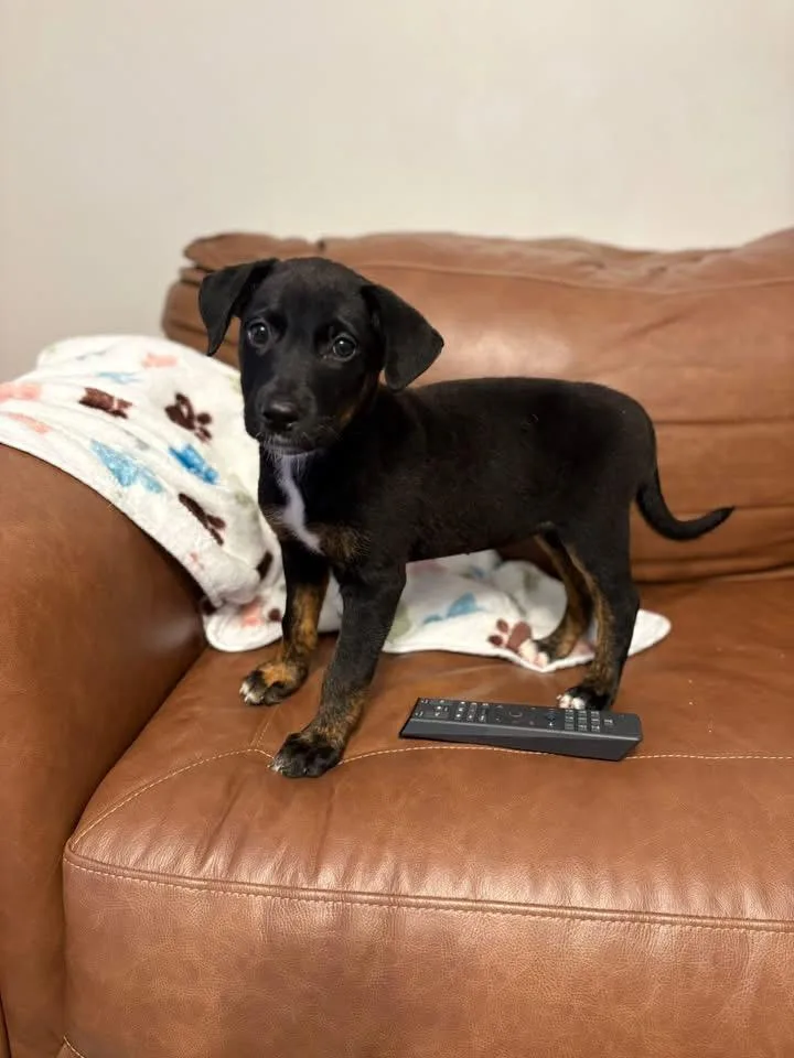 A baby medium-sized female Labrador Retriever dog named Zadie for adoption in Berlin, NJ