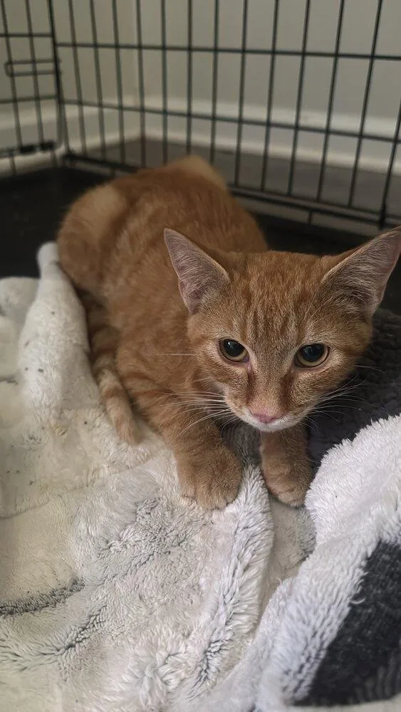 A baby small-sized male Tabby (Orange / Red) Domestic Medium Hair cat named Julius for adoption in Mooresville, NC
