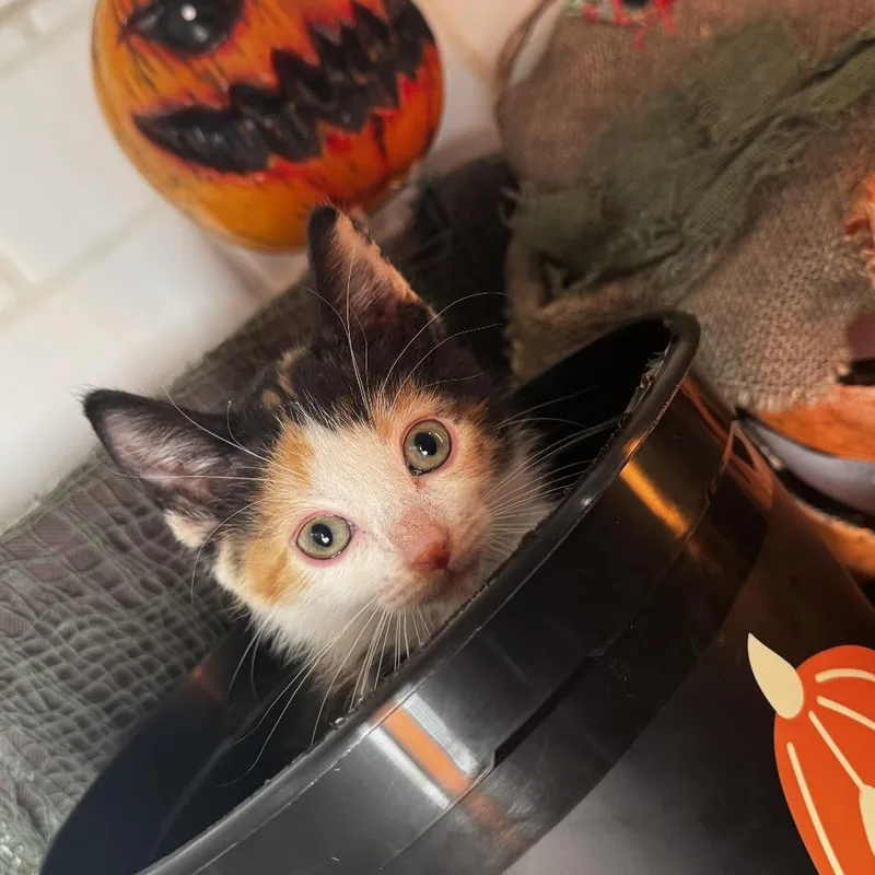 A baby small-sized female Calico Domestic Short Hair cat named Classic Carol for adoption in Belleville, IL