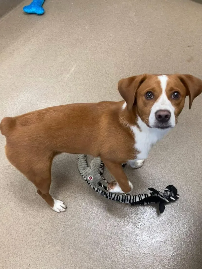 A young medium-sized male Brown / Chocolate Beagle dog named Blue for adoption in Fincastle, VA