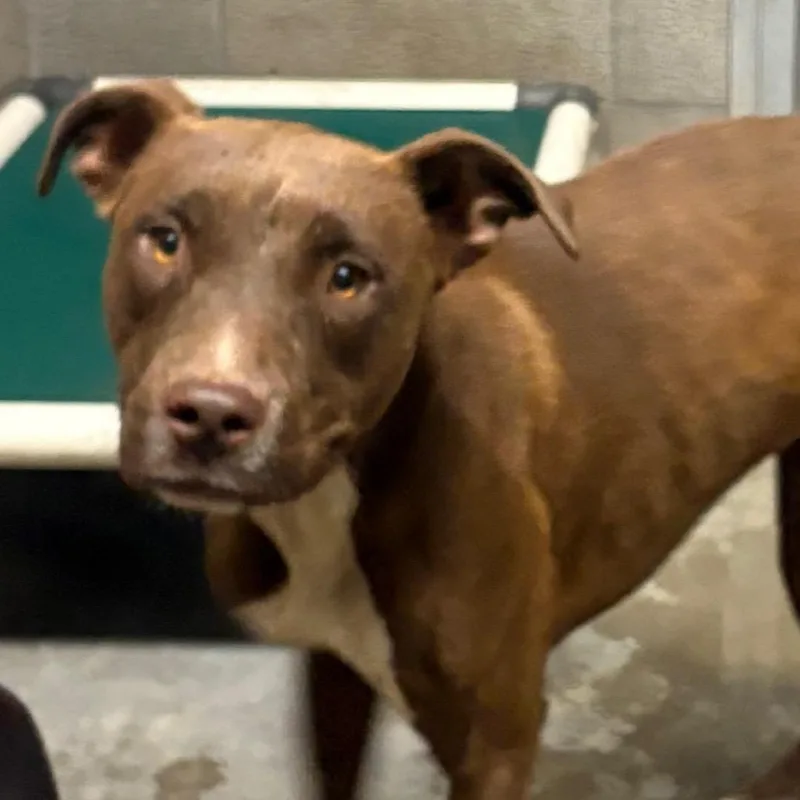An adult medium-sized female Brown / Chocolate Pit Bull Terrier dog named Cinnamon for adoption in Yuma, AZ
