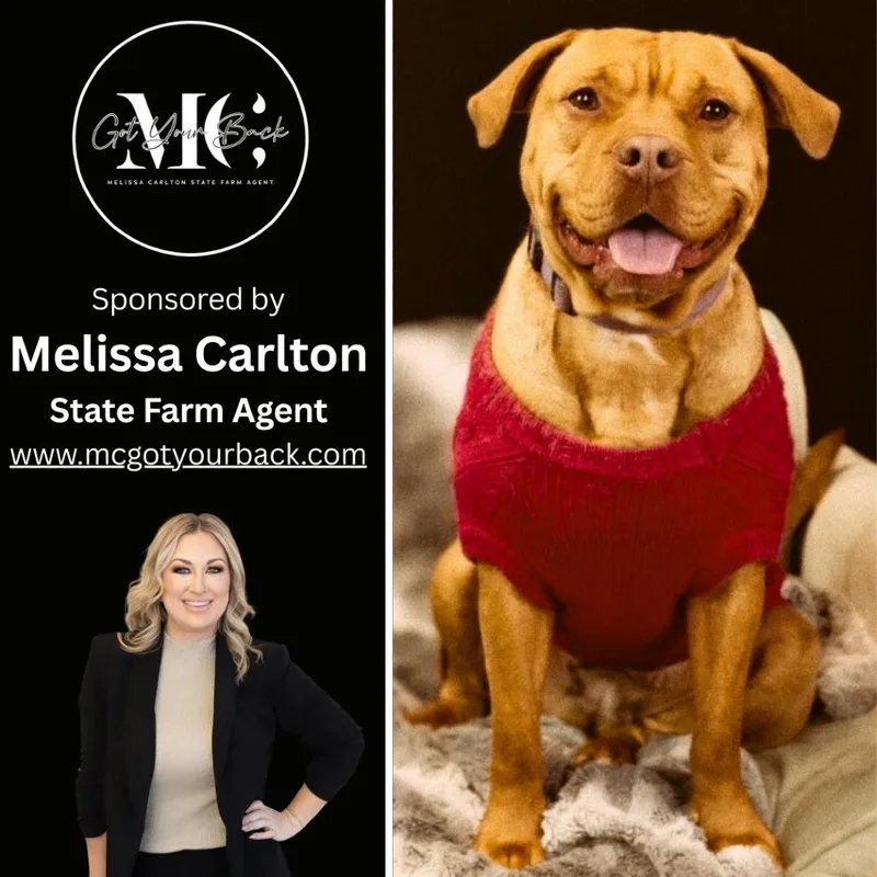 An adult medium-sized female Yellow / Tan / Blond / Fawn Pit Bull Terrier dog named Alliyah for adoption in East Saint Louis, IL