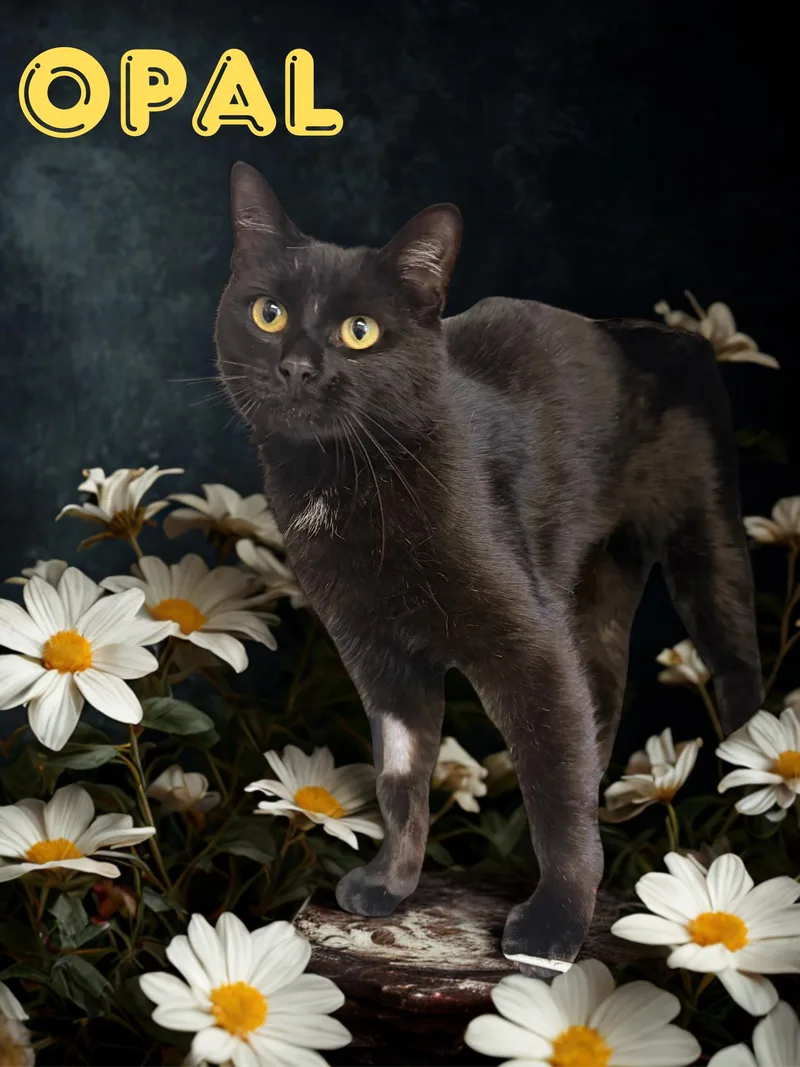 An adult medium-sized female Black Domestic Short Hair cat named Opal for adoption in Orleans, VT