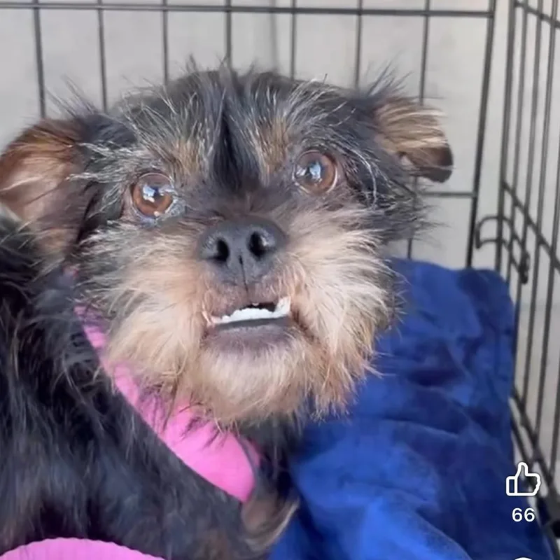 A young small-sized male Black Yorkshire Terrier dog named Toofers for adoption in Potomac, MD
