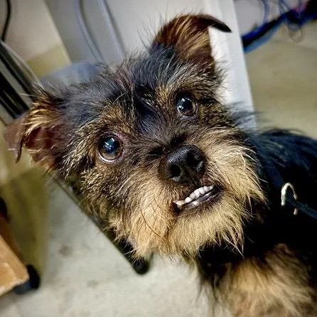 Toofers thumbnail 2