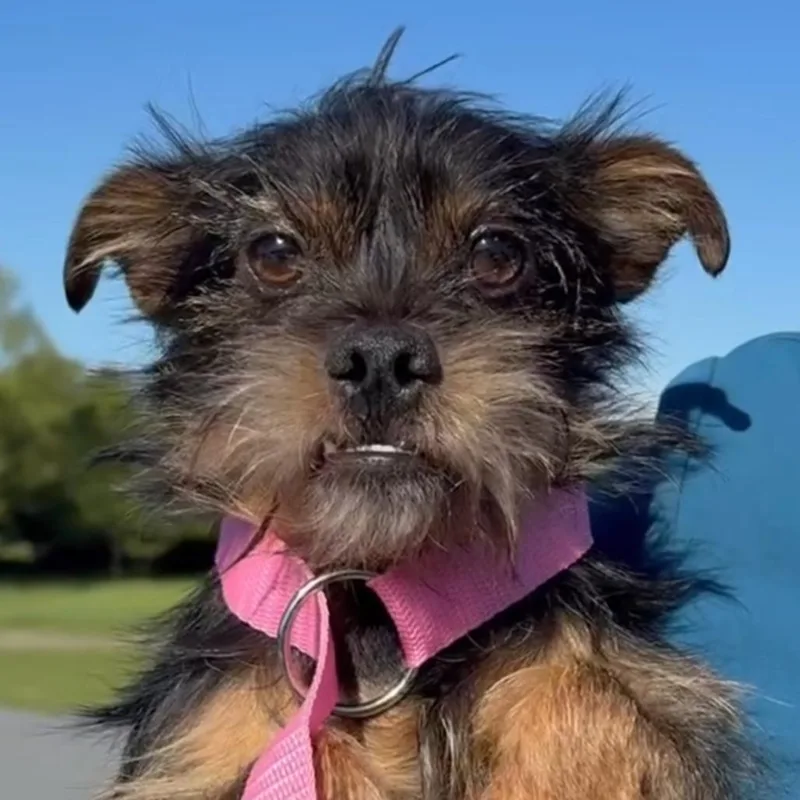 Toofers thumbnail 3