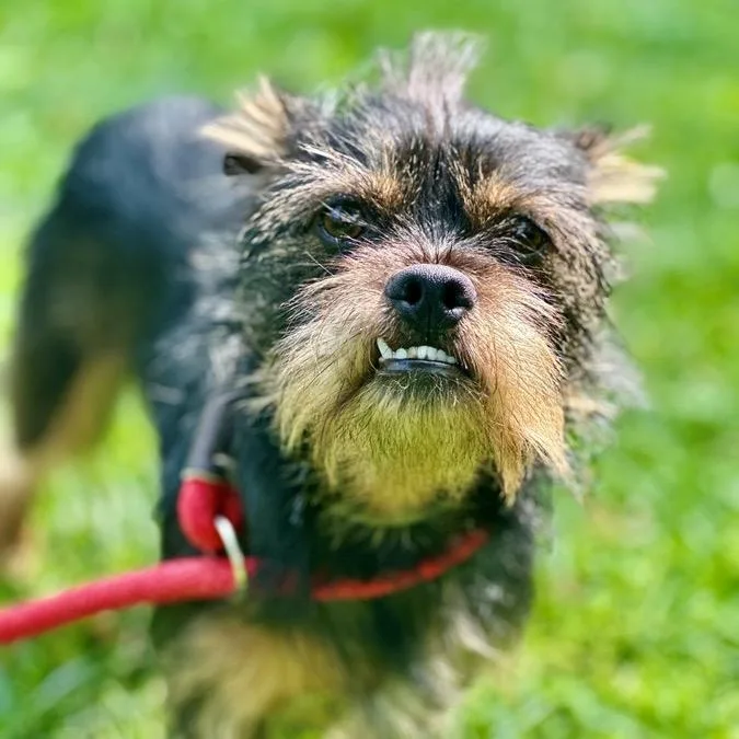 Toofers thumbnail 4