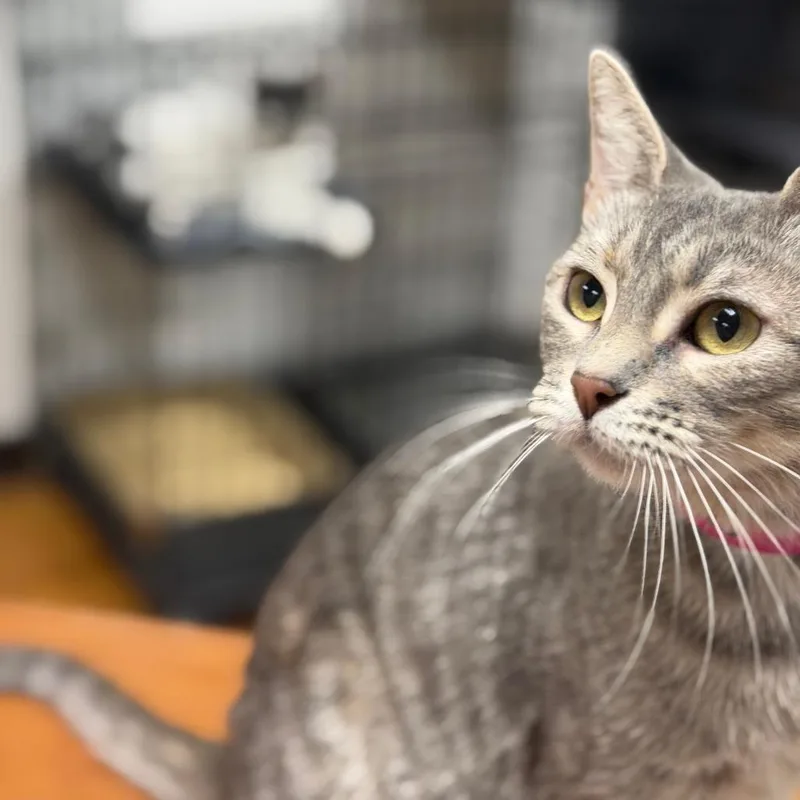 A young medium-sized female Gray / Blue / Silver Domestic Short Hair cat named Marseilles for adoption in Las Vegas, NV