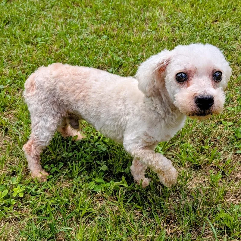 A senior small-sized male White / Cream Miniature Poodle dog named Chadwick for adoption in Houston, TX