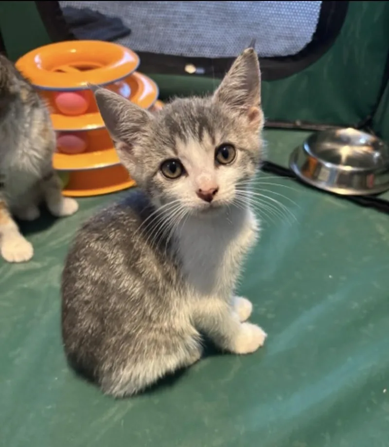 A young medium-sized male Gray / Blue / Silver Domestic Short Hair cat named Hope for adoption in North Babylon, NY