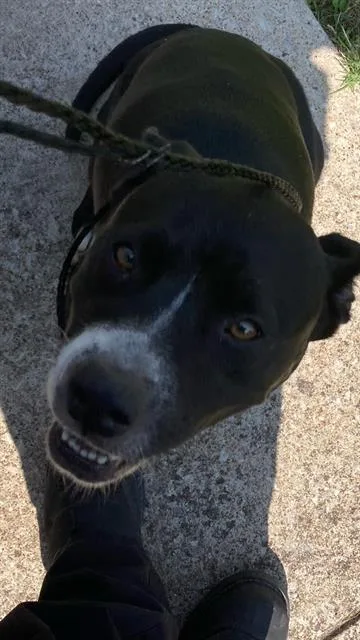 An adult large-sized female Mixed Breed dog named Queenie for adoption in Dallas, TX