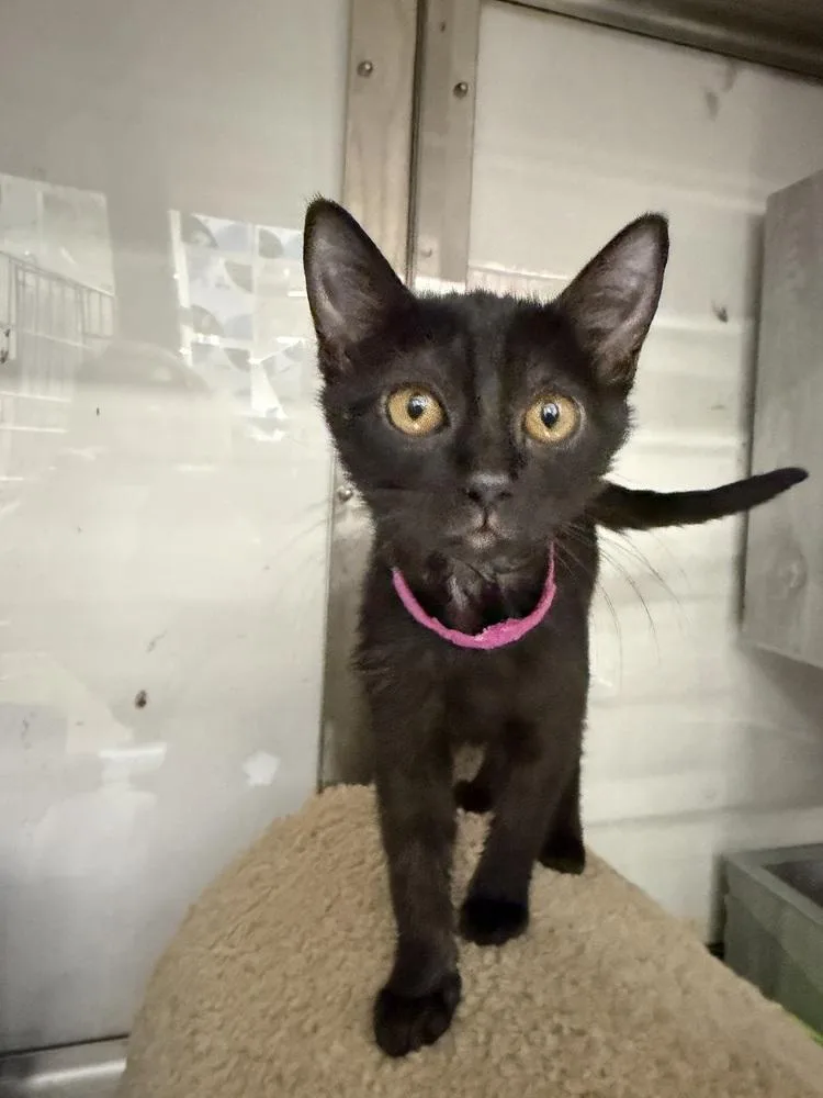 A baby small-sized female Domestic Short Hair cat named Lune for adoption in Orlando, FL